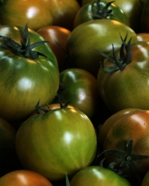 [펀딩과일] 부산 대저 짭짤이 토마토 500g -->> 2023년 3월 예정
